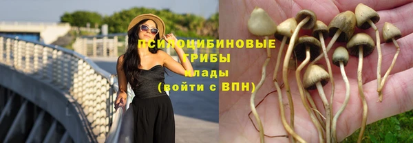 индика Арсеньев